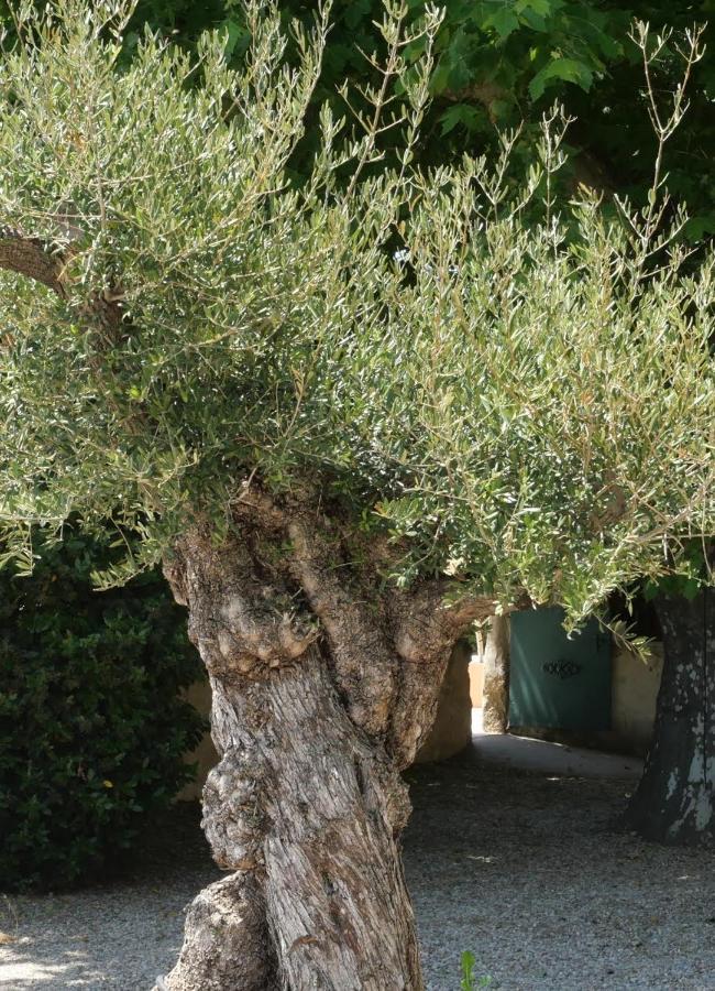 Maison d´hôtes Le Mas des Vignes Rochegude (Drome) Exterior foto